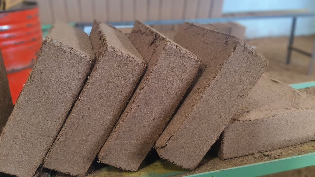 Freshly pressed cocopeat blocks, still damp, set out to cure