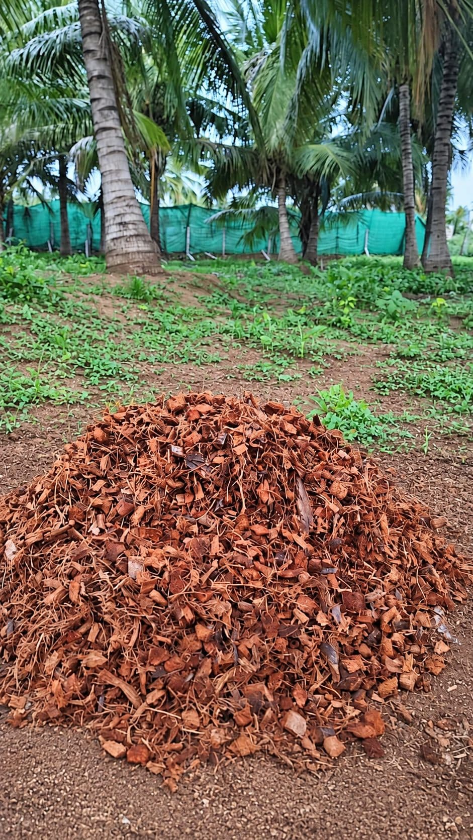 Coco Husk Chips