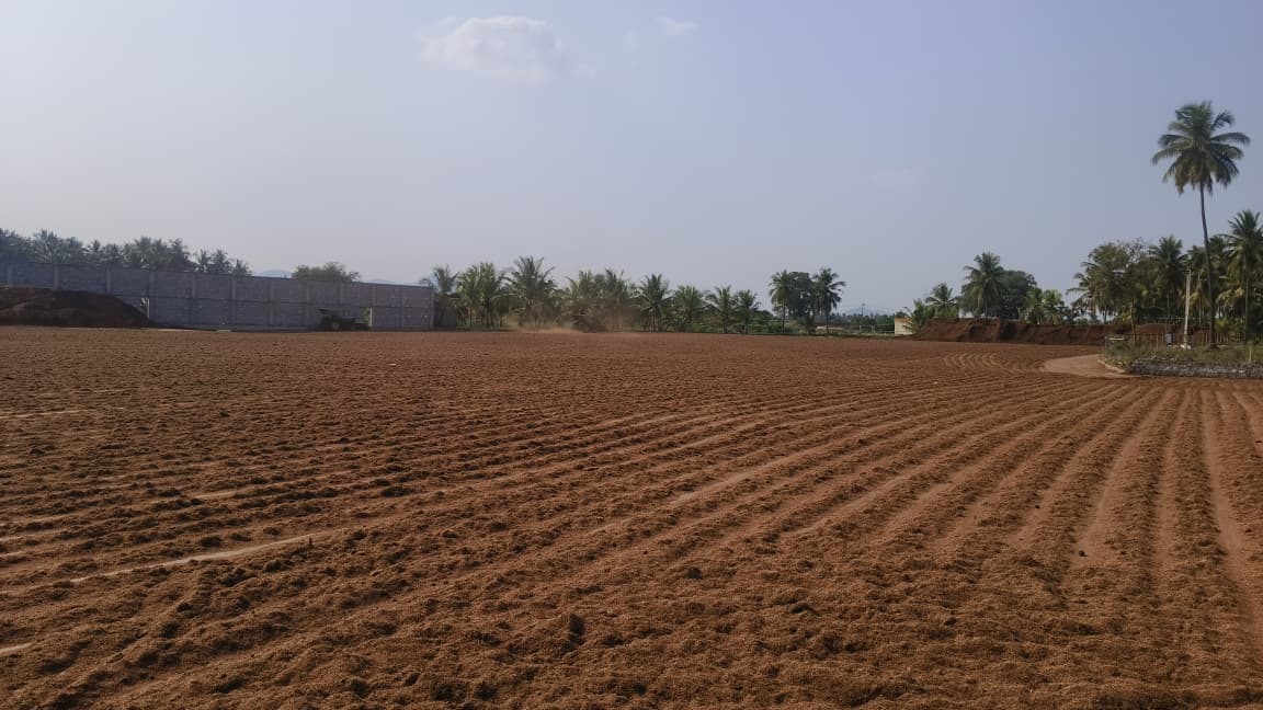 Cocopeat spread out to dry in the sun